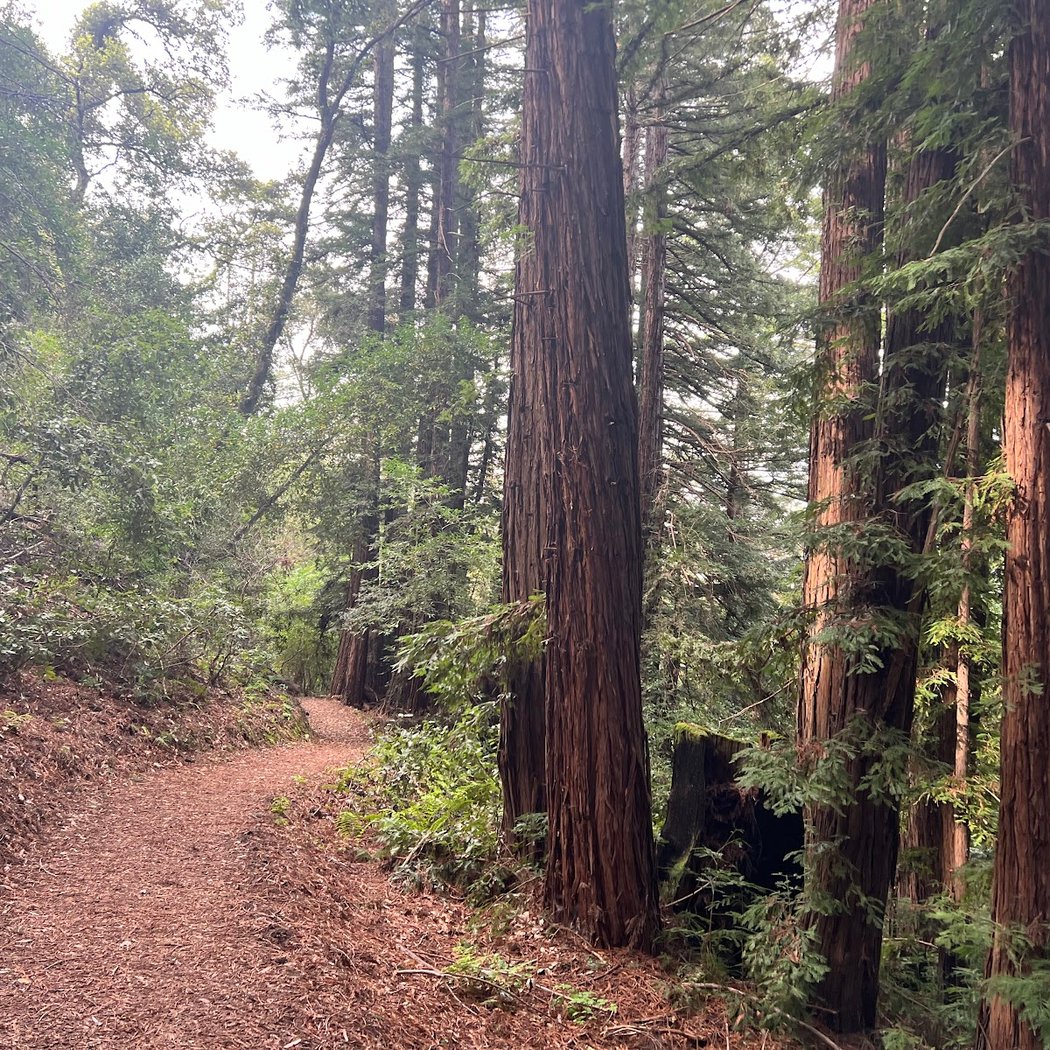Woodside Ramble 2